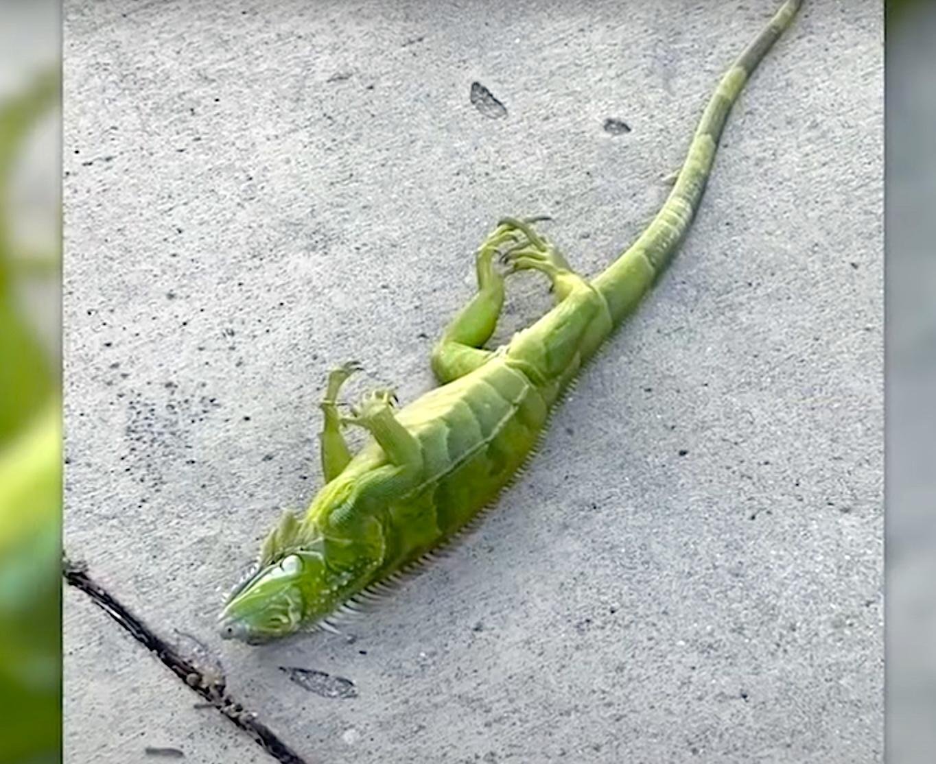 Queda de Iguanas: Onda de Frio Incomum na Flórida Causa Paralisia em Répteis