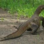 Predador invasor avança na Flórida e acende alerta ambiental